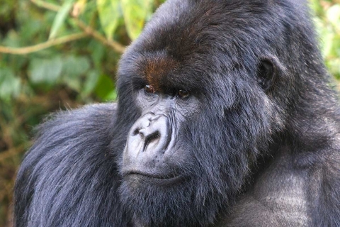 3 Tage Luxus Gorilla Trekking Uganda