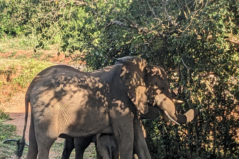 Uganda: Murchison Falls nationalpark