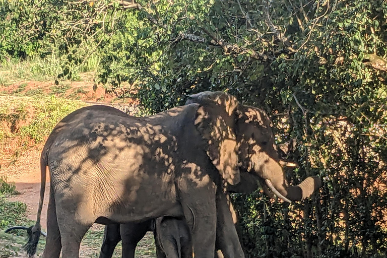 Ouganda : Parc national des chutes de Murchison