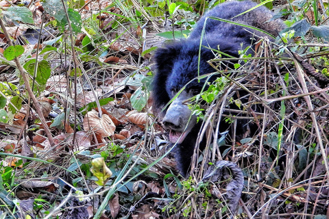 Chitwan: CANOEING & BIRDWATCHING & JEEP SAFARI