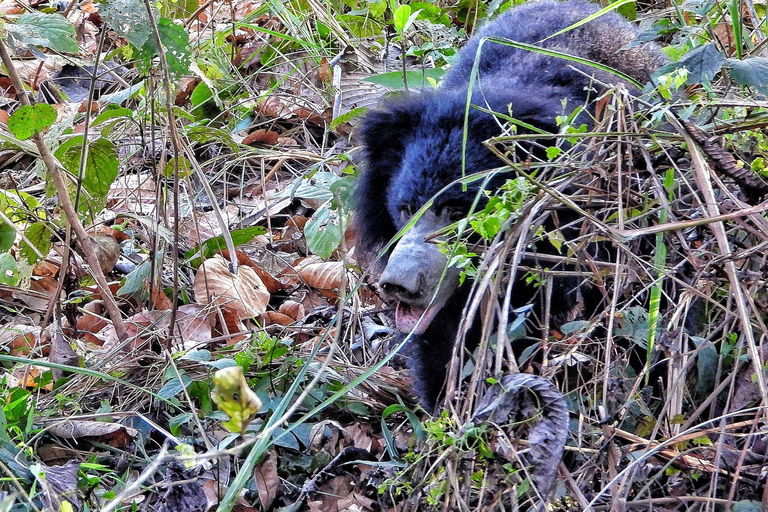 Chitwan: CANOEING & BIRDWATCHING & JEEP SAFARI