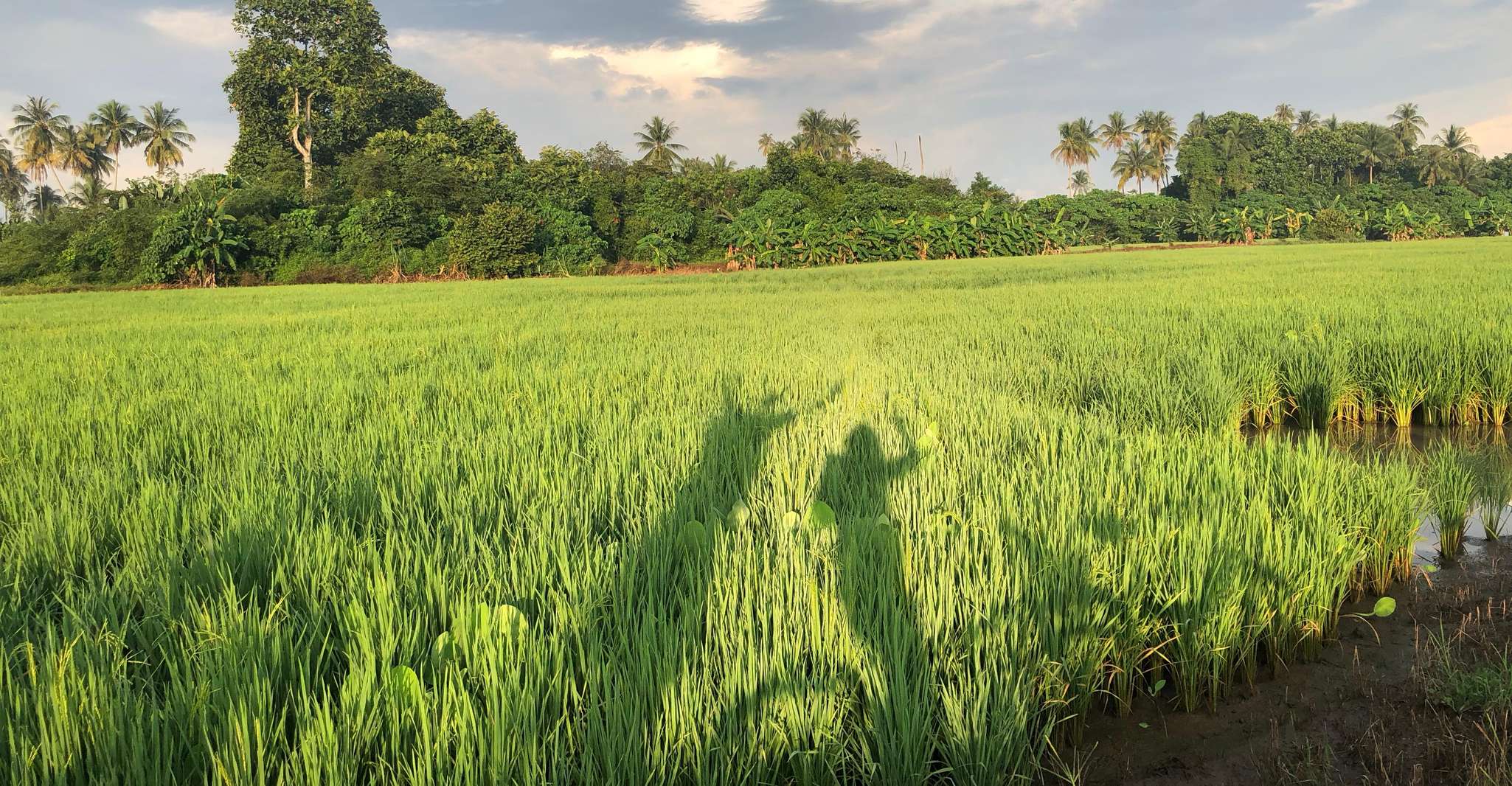 Penang, Balik Pulau Countryside Morning Cycling Tour - Housity