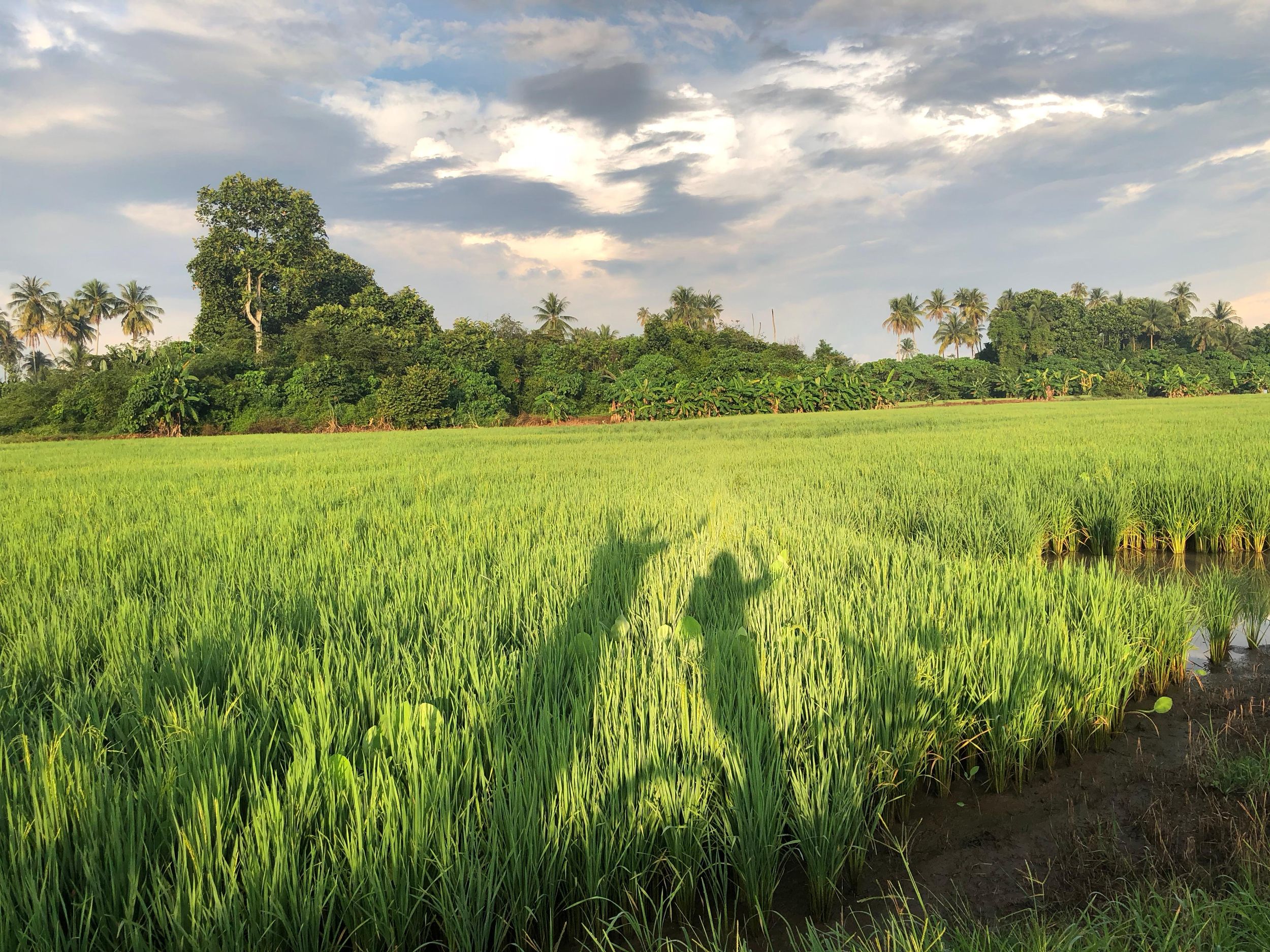 George Town: Morgendliche Radtour durch die Landschaft von Balik Pulau