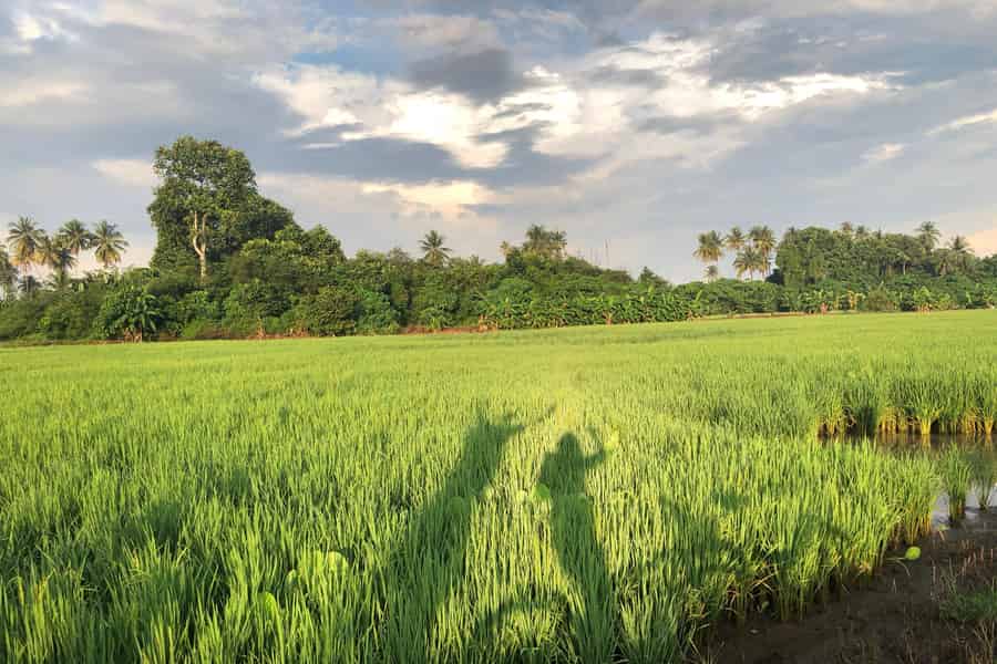 George Town: Morgendliche Radtour durch die Landschaft von Balik Pulau. Foto: GetYourGuide George Town: Morgendliche Radtour durch die Landschaft von Balik Pulau. Foto: GetYourGuide