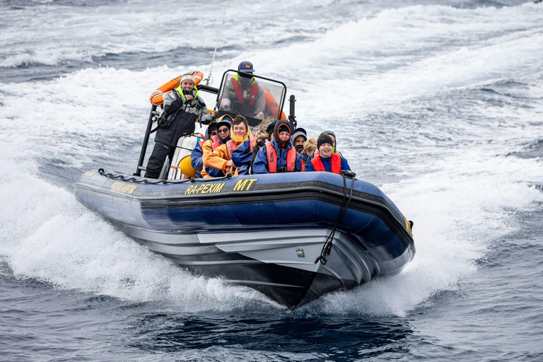 São Miguel : Observation des baleines et nage avec les dauphins sauvages - Journée complète