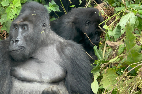 3-Day Congo (DRC) Lowland Gorilla Tracking from Rwanda English