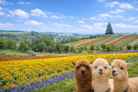 Hokkaido Summer: Furano Flower Fields & Blue Pond Photo Tour Summer Hokkaido: Colorful Flower Fields, Blue Pools, Alpaca