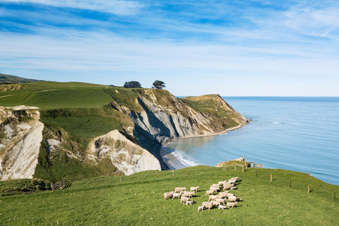 Visita a Christchurch: Visita a uma quinta de trabalho exclusiva com almoço e adega