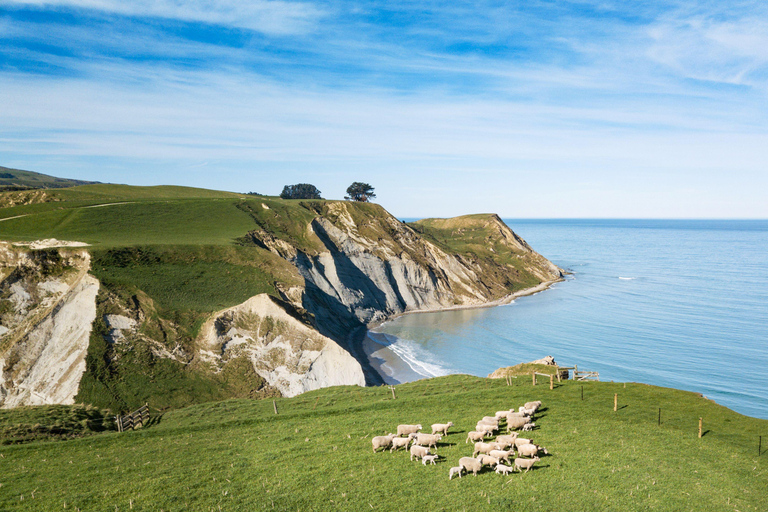 Visita a Christchurch: Visita a uma quinta de trabalho exclusiva com almoço e adega