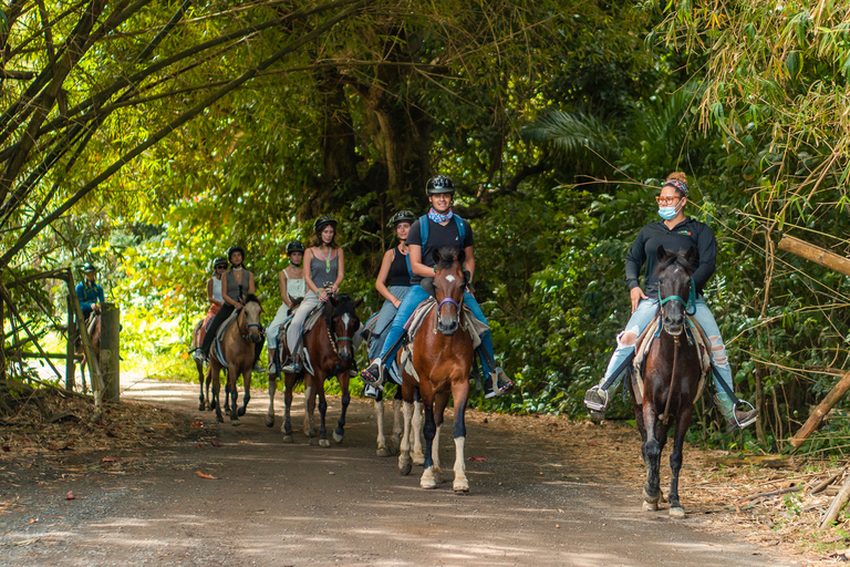 Carabalí Rainforest Park: Rainforest Horseback Riding Tour 2-Hour Horseback Ride