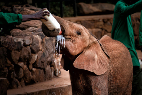 Elephant Orphanage & Giraffe Center Tour