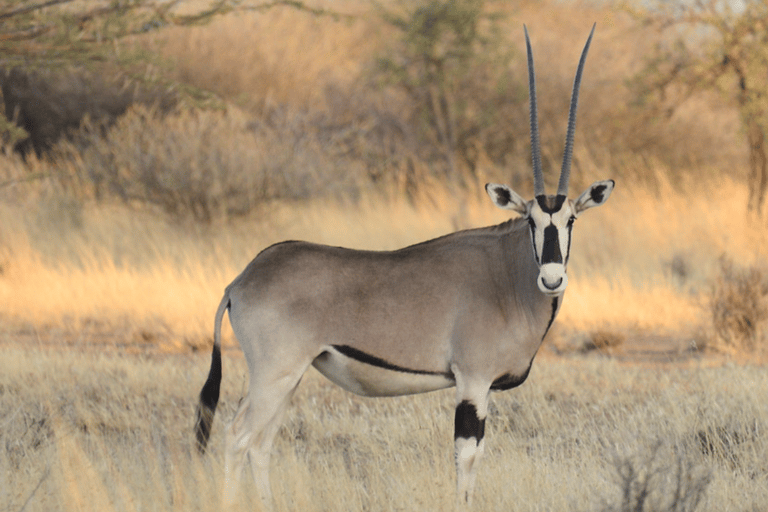 Äthiopien: 10-tägige Wildtier-Fototour mit Flügen