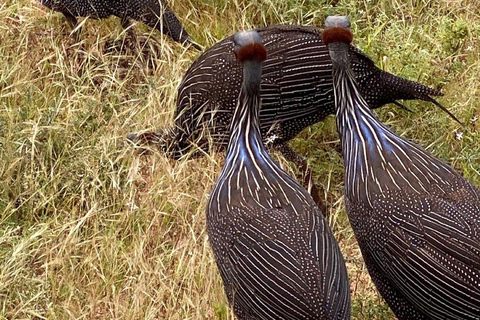 3 Days, 2 nights safari to Samburu National Reserve 3 Days private safari in a 4x4 Landcruiser jeep