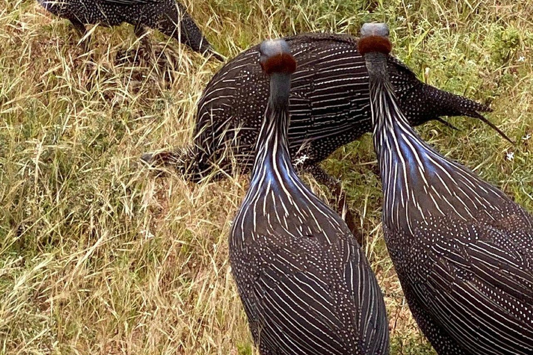 3 Days, 2 nights safari to Samburu National Reserve 3 Days private safari in a 4x4 Landcruiser jeep