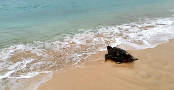 Sal: Turtle watching with certified guide
