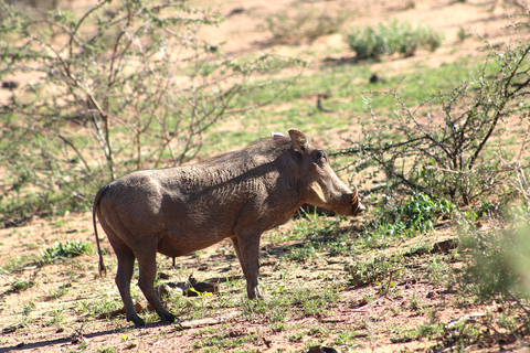 Windhoek: 3-Day Guided Safari in Etosha with Lodge