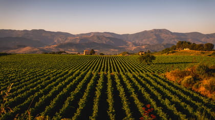 Mount Etna tour with lunch and wine tasting in a winery.
