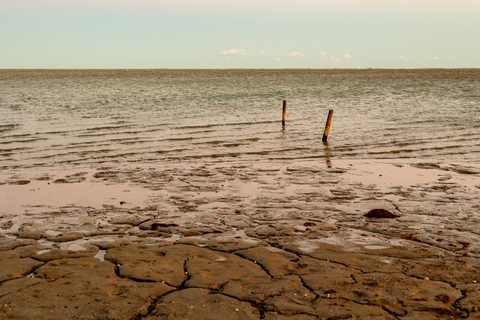 Aigues-Mortes 3H: Discover the secret Camargue in a 4x4 Full-Day