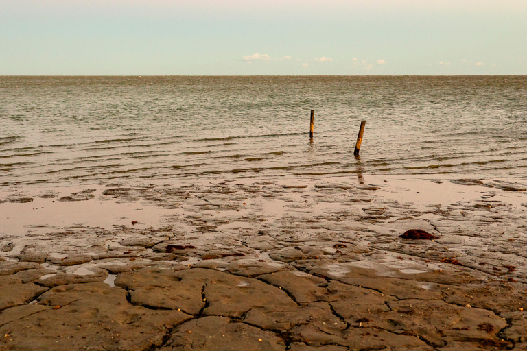 Aigues-Mortes 3H: Discover the secret Camargue in a 4x4 Full-Day