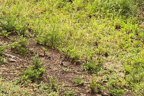 Nairobi: Half Day guided tour to Nairobi National Park