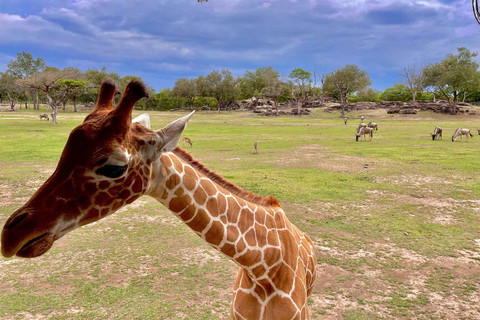 Wild Day: Animals & Adventure Safari from San Jose