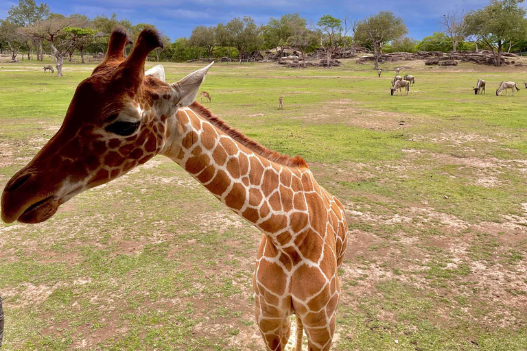 Wild Day: Animals & Adventure Safari from San Jose