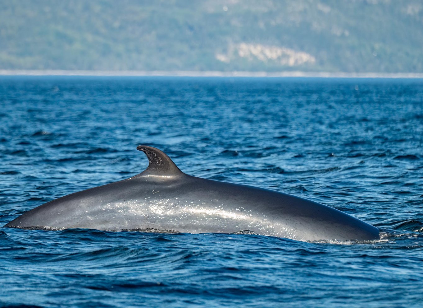 Tadoussac/Charlevoix: Hvalsafari og bjørneobservation