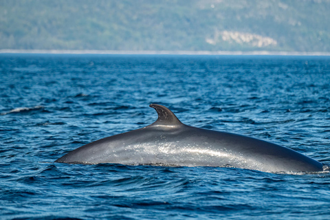 Tadoussac/Charlevoix: Whale Watching Tour & Bear Observation Charlevoix: Whale Watching Boat Tour & Bear Observation