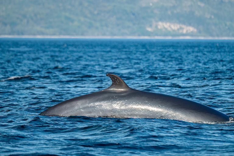 Tadoussac/Charlevoix: Whale Watching Tour & Bear Observation Charlevoix: Whale Watching Boat Tour & Bear Observation