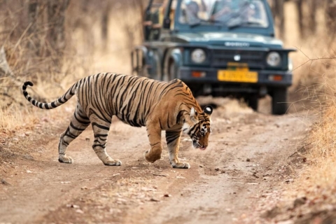 Z Delhi: 6-dniowa wycieczka po Złotym Trójkącie z RanthamboreWycieczka z samochodem + przewodnik + 4-gwiazdkowy hotel + prywatny jeep safari