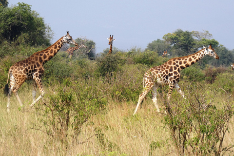 Kigali: Akagera Nationaal Park safari dagtrip