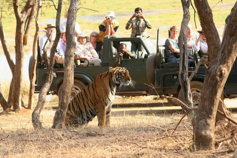 Jaipur to Ranthambore National Park Wildlife Safari Transport + Canter Safari + Guide for Safari