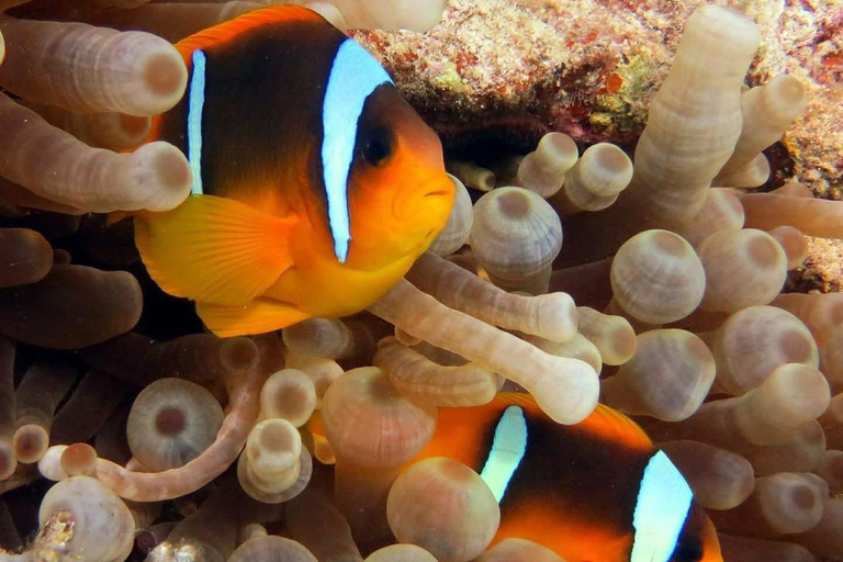 Hurghada: Hurghada City Tour with optional Red Sea Aquarium Group Hurghada City Tour