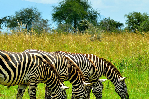 8 Días en el nacimiento del río Nilo y safari de safari.Recorrido económico