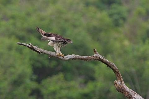 Full-Day Shimba Hills Safari: Wildlife & Sheldrick Falls