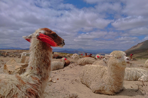 From Arequipa: 3-Day Tour to Colca Canyon and Lake Titicaca