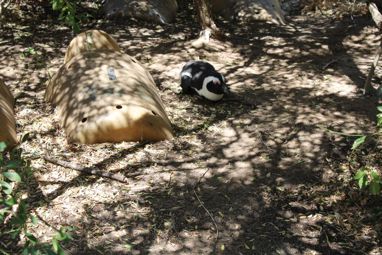 Cape Town: Table Mountain, Bo-Kaap, & Boulders Beach Tour