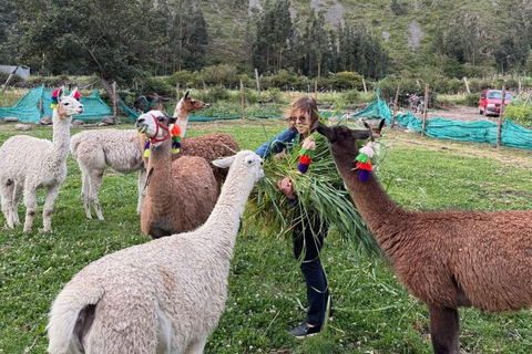 Ollantaytambo: Guided Llama Walk with Farm Visit