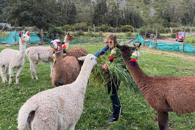 Ollantaytambo: Guided Llama Walk with Farm Visit