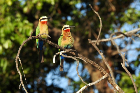 Livingstone: Birdwatching & Rhino Game Drive Safari