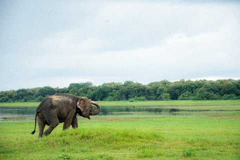 Sigiriya Rock Hike, Village Cookery Experience & Wild Safari