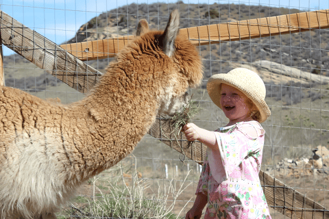 Smooth Alpaca Experience: Meet Alpacas Near Red Rocks