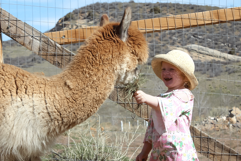 Smooth Alpaca Experience: Meet Alpacas Near Red Rocks