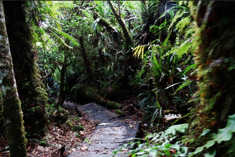 BELOUVA, una aventura en la selva tropical, los mercredosBELOUVA une aventure au cœur de la forêt tropicale.