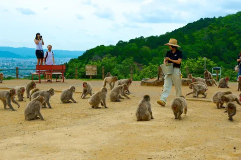 Tour privato del Parco delle Scimmie e dei punti salienti di Arashiyama