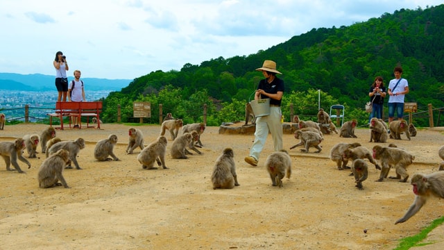 Private Tour to Monkey Park and Arashiyama Highlights