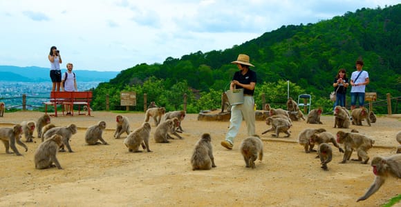 Private Tour to Monkey Park and Arashiyama Highlights