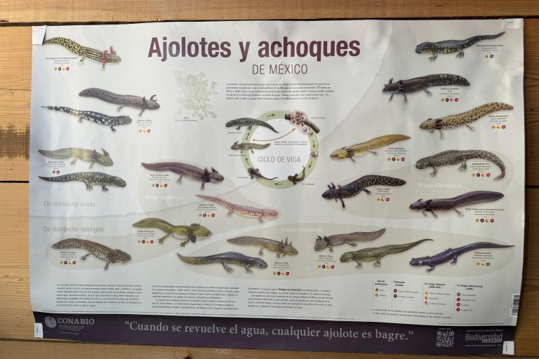 Xochimilco: Paseo en Barco con Santuario de Axolotl