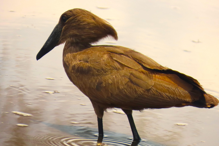 4 Tage: Die Wunder von Tansania.