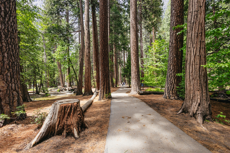 Ab San Francisco: Tour zum Yosemite NationalparkTour auf Englisch